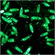50 Count M5 LED String Light Set, Green
