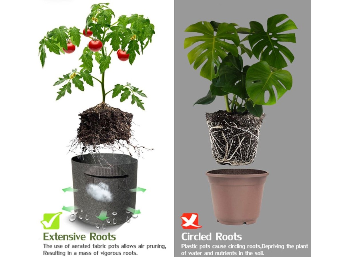 What container plants can grow in a 5-gallon grow bag